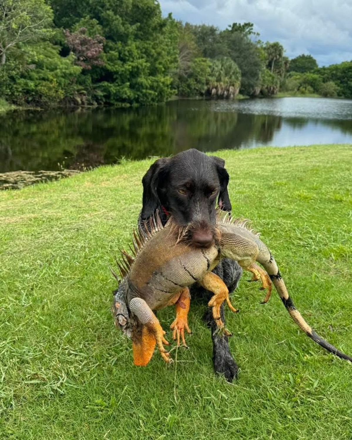 Allgood's Adventures German Wirehaired Pointer retrieving a green iguana on a grassy canal bank