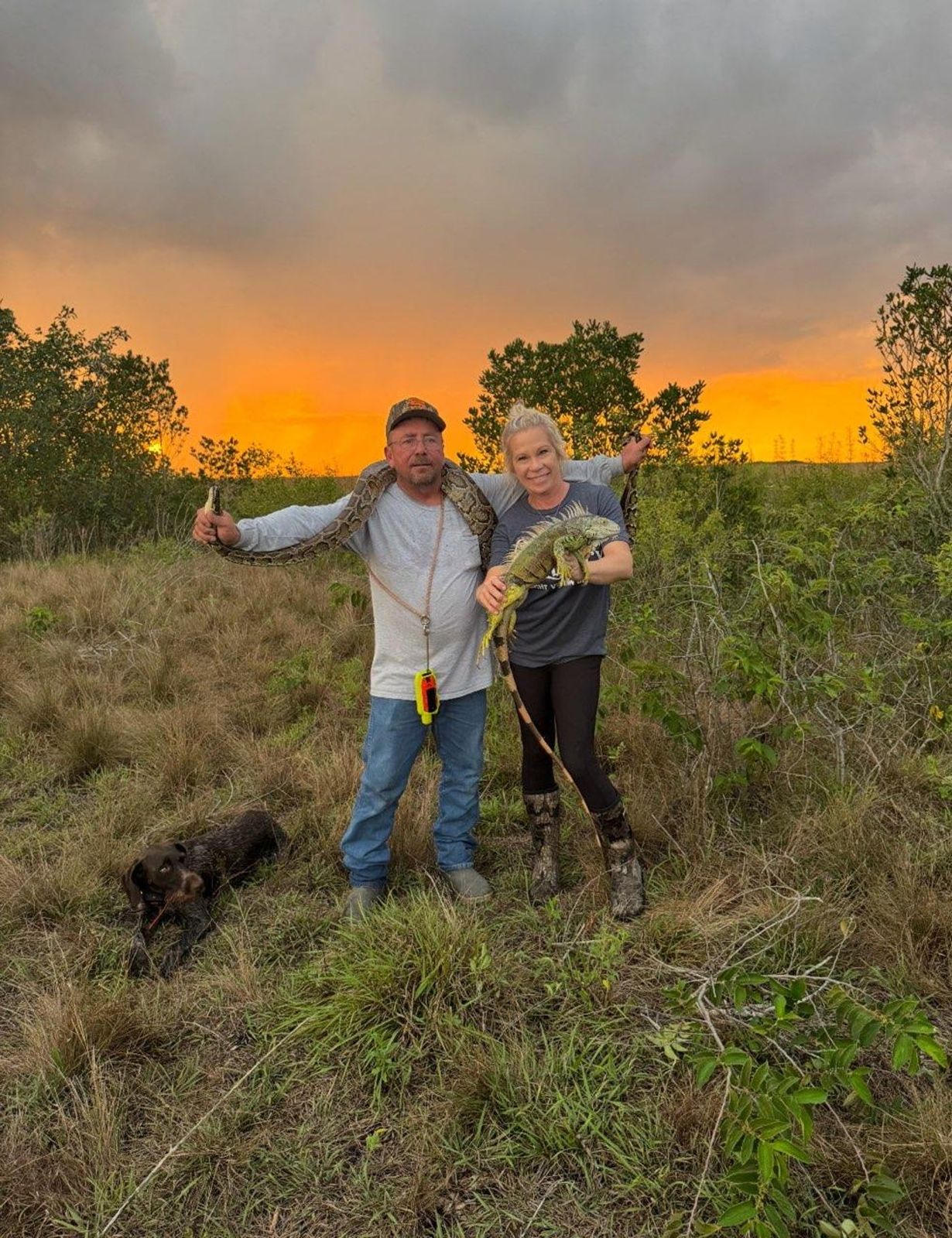 Guide with a Burmese python across his shoulders and guest holding a green iguana at sunset, with their hunting dog in the grass